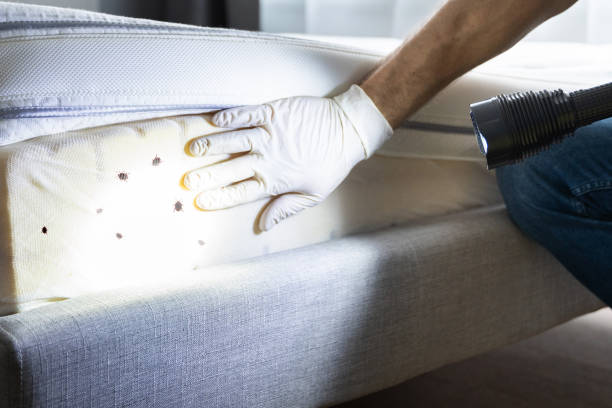 Best Affordable Pest Control Services  in North Shore, CA