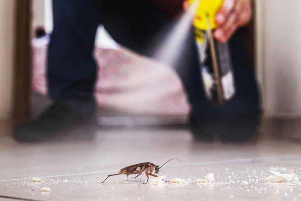Best Pest Control Near Me  in North Shore, CA